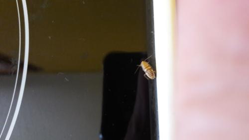 Planuncus vinzi