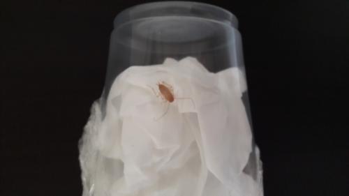 Planuncus vinzi
