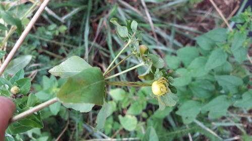 Misumena vatia