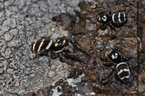 Salticus propinquus