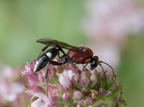 Neotypus melanocephalus