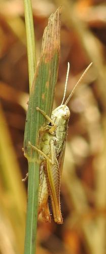 Euchorthippus sp.