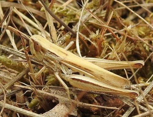 Réf. 186 183 : Euchorthippus elegantulus