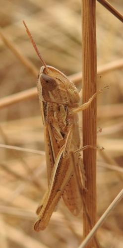 Euchorthippus elegantulus