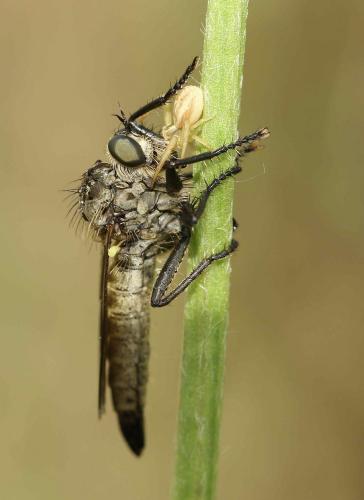Runcinia grammica