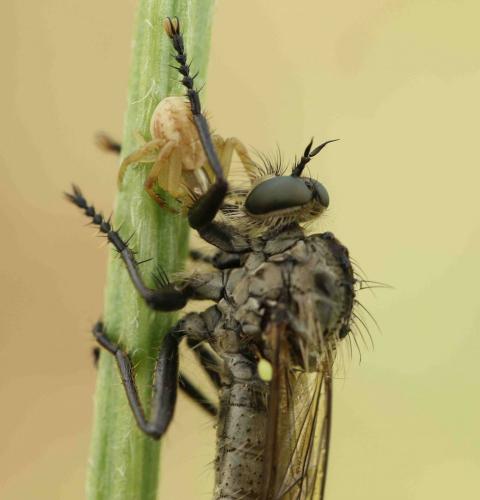 Réf. 186 891 : Runcinia grammica
