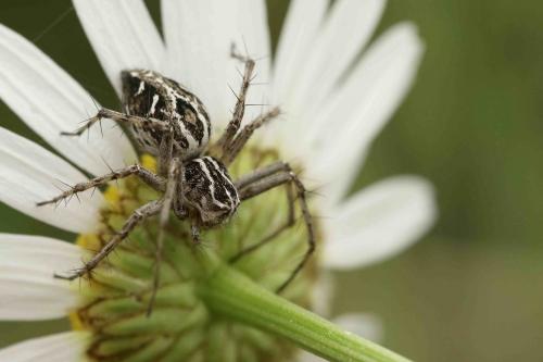 Oxyopes heterophthalmus