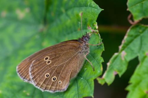 Réf. 186 078 : Aphantopus hyperantus