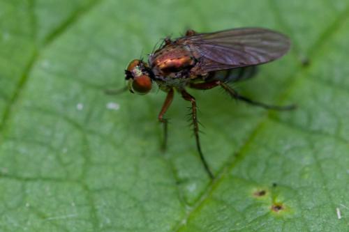 Dolichopus ungulatus
