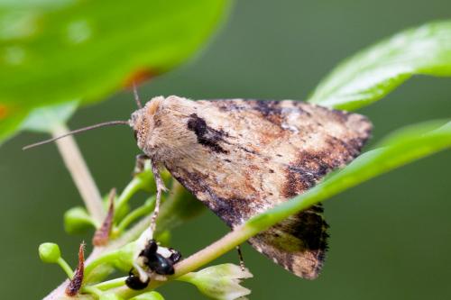 Réf. 186 107 : Apamea scolopacina