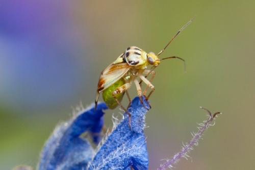 Lygus gemellatus