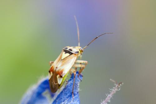 Lygus gemellatus