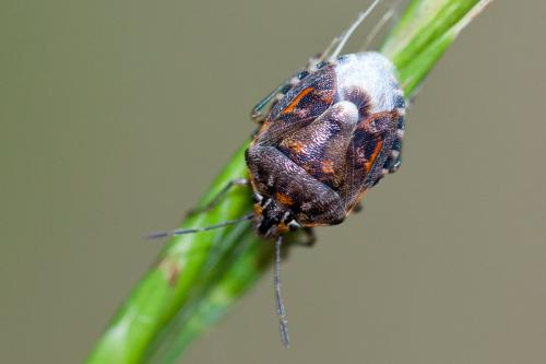 Réf. 186 419 : Holcogaster fibulata