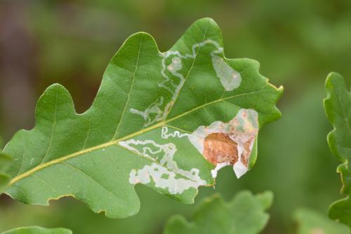 Acrocercops brongniardella