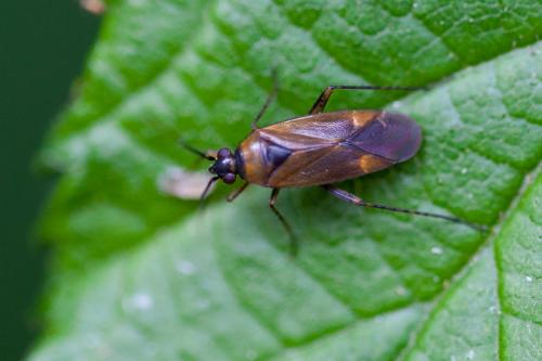 Réf. 186 426 : Plagiognathus arbustorum