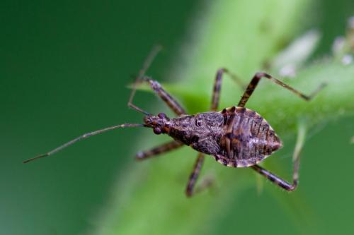 Réf. 186 428 : Himacerus apterus