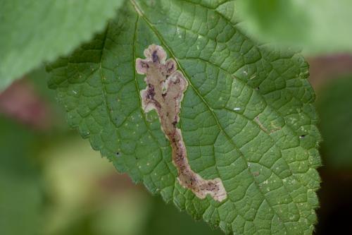 Amauromyza sp.
