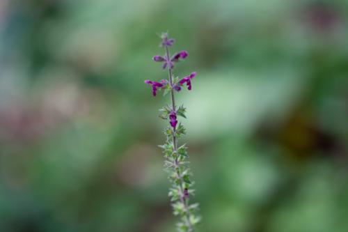 Amauromyza sp.