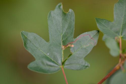Réf. 186 943 : Stigmella aceris