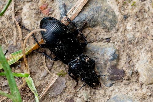 Réf. 186 944 : Pterostichus sp.