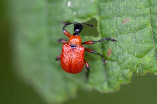 Réf. 186 948 : Apoderus coryli