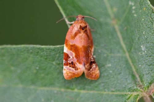 Réf. 186 949 : Ditula angustiorana