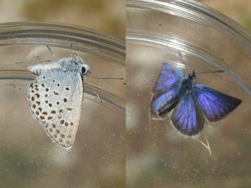 Réf. 186 270 : Plebejus argus