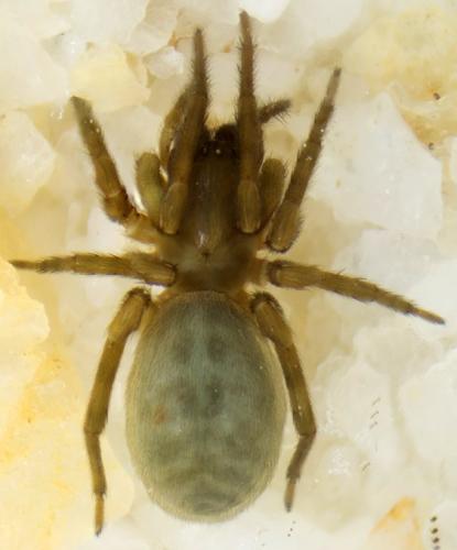 Réf. 186 236 : Amaurobius erberi