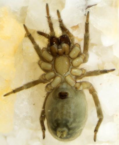 Réf. 186 237 : Amaurobius erberi