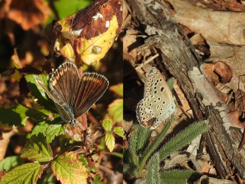 Polyommatus escheri