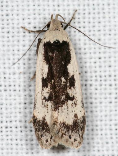 Anacampsis blattariella