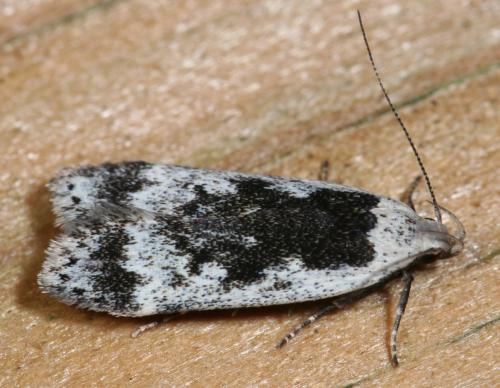 Anacampsis blattariella