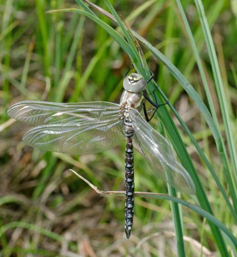 Réf. 186 381 : Aeshna juncea