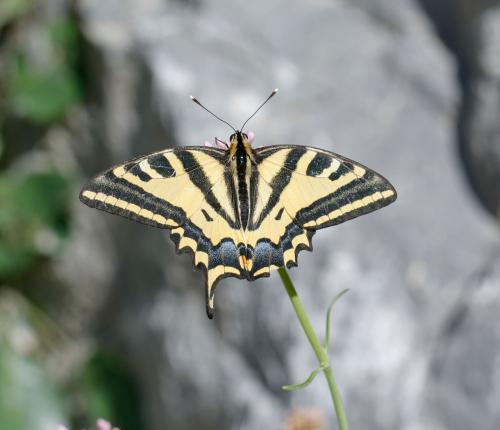 Papilio alexanor