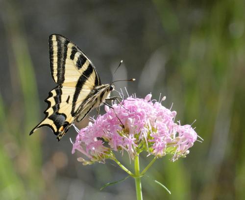 Réf. 186 245 : Papilio alexanor