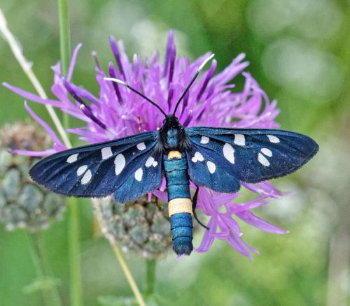 Amata phegea