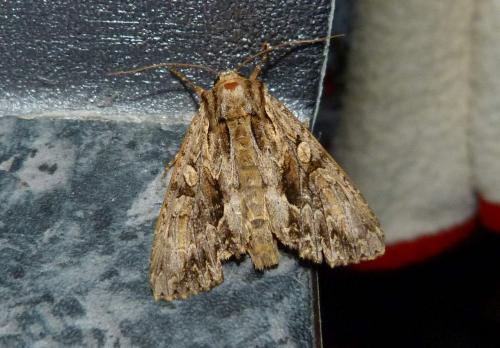 Réf. 186 682 : Apamea monoglypha