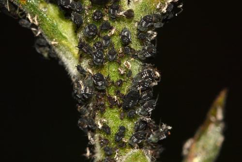 Aphis armata