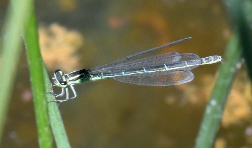 Réf. 186 038 : Coenagrion puella