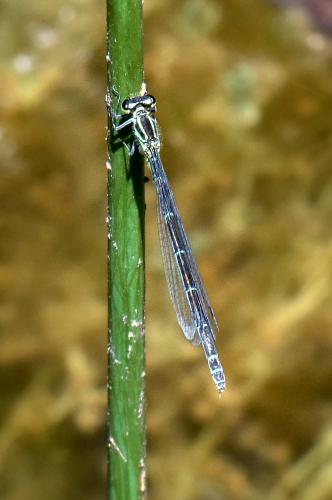 Réf. 186 039 : Coenagrion puella