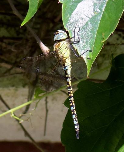 Aeshna affinis