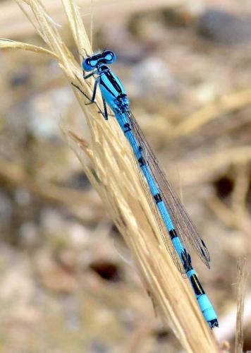 Enallagma cyathigerum