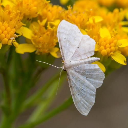 Idaea fuscovenosa