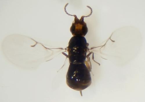 Réf. 186 928 : Blastophaga psenes