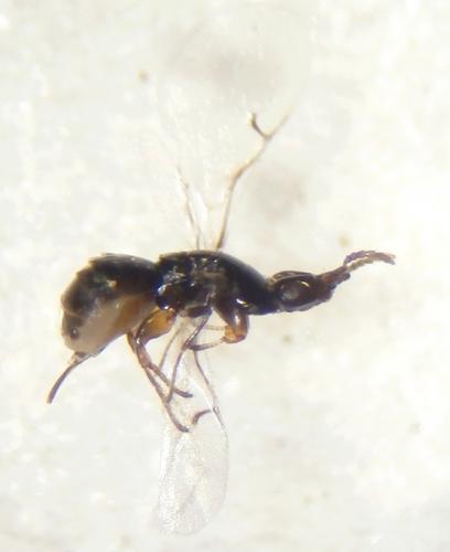 Réf. 186 927 : Blastophaga psenes
