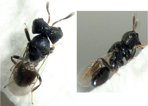 Cratomus megacephalus