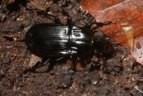 Réf. 186 393 : Abax parallelepipedus