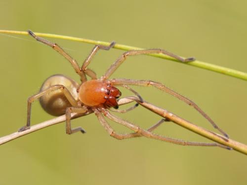 Réf. 186 737 : Cheiracanthium punctorium