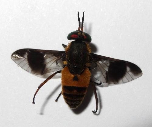 Chrysops viduatus