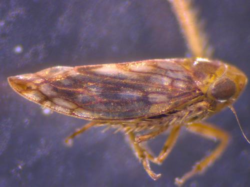 Circulifer haematoceps